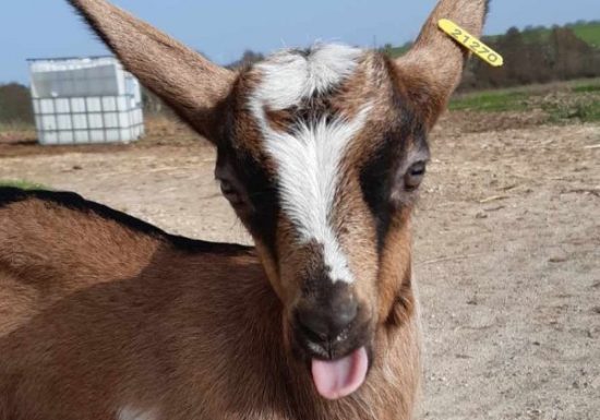 Ferme pédagogique et découverte : La Ferme d’Ozance
