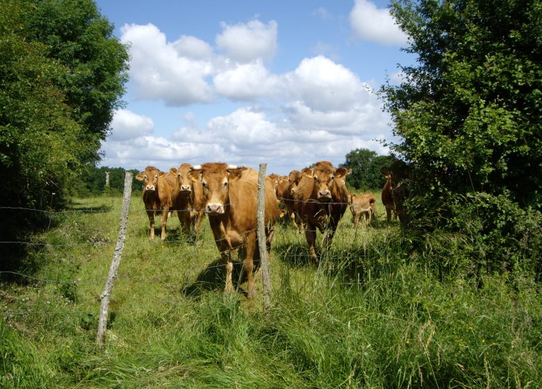 Domaine des Maisons Bodiers